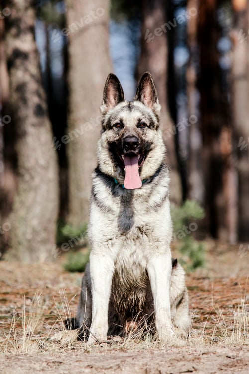 Preview: East European Shepherd dog on the walk. Active East European Shepherd dog enjoying outdoor playtime