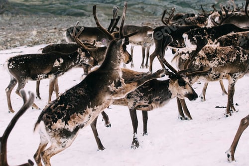 Preview: Norwegian reindeer fighting on a snow patch in the mountains