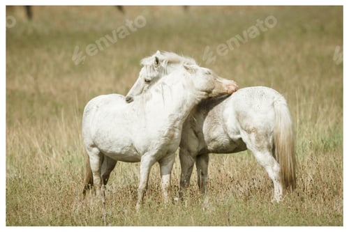 Preview: Two white horses interacting.