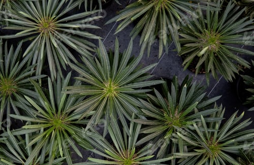 Preview: Pachypodium Lamerei plants in the garden