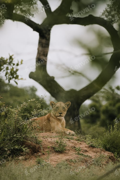 Preview: Lion in the Kruger National safari park in South Africa