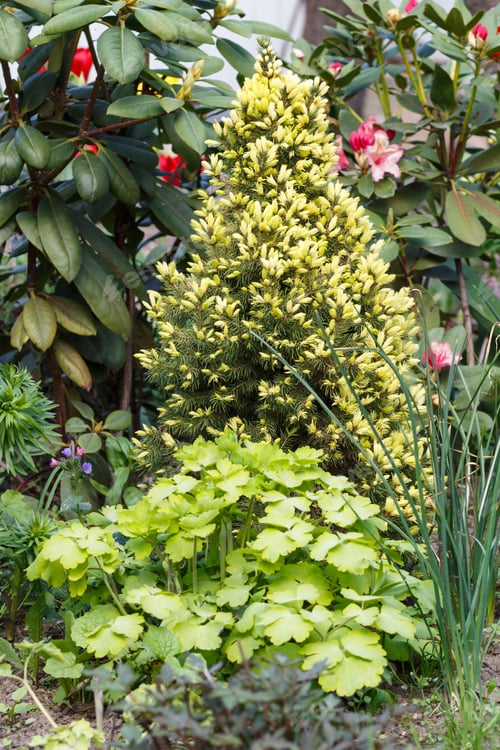 Preview: young coniferous tree in the garden: spruce, fir. Beautiful landscape design.