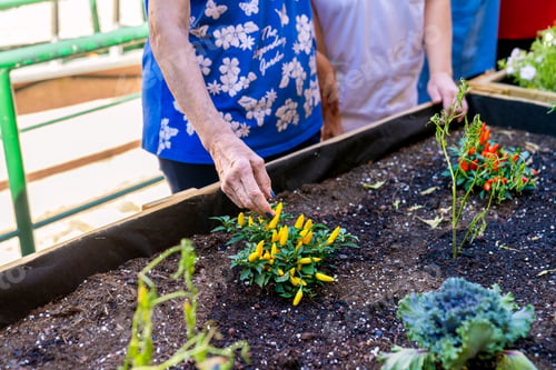 Preview: Elderly individuals engaging in therapeutic gardening activities