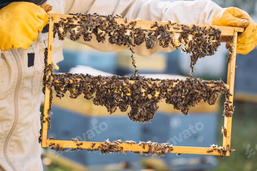 Preview: Beekeeping queen cell for larvae queen bees. beekeeper in apiary with queen bees