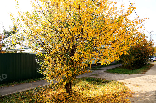 Preview: tree with yellow leaves on an autumn day