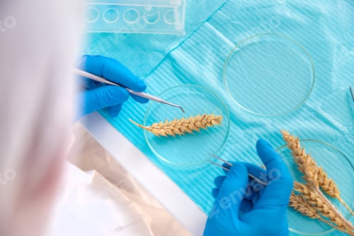 Preview: laboratory testing of wheat ears. Selective focus.