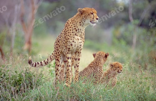 Preview: Cheetah With Her Cubs