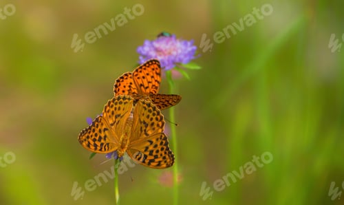 Preview: Butterfly on the flower in the meadow