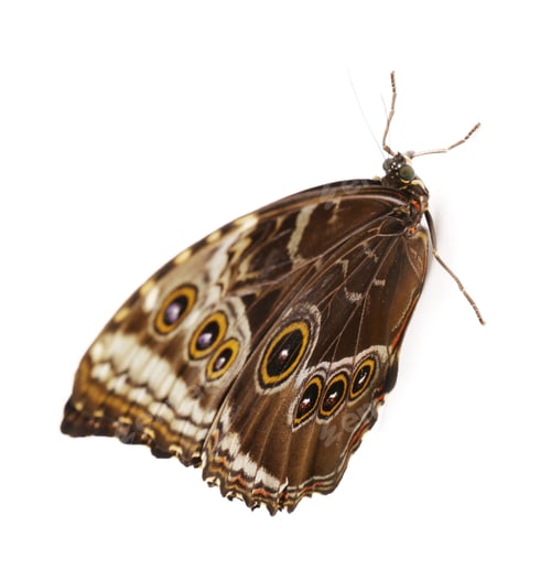 Preview: Beautiful Blue Morpho butterfly on white background
