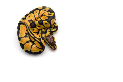 Preview: The royal python isolated on white background