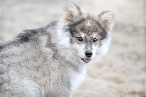 Preview: Portrait of a young puppy finnish lapphund dog sitting at the beach
