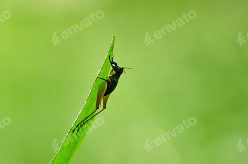 Preview: Tiny black cricket on the grass blade