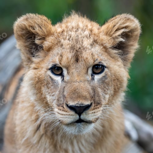 Preview: Lion cub in spring time