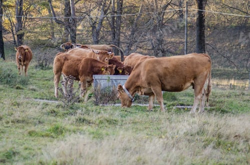 Preview: cows grazing in a meadow near the forest