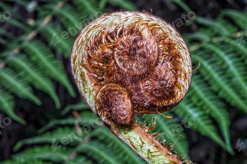 Preview: Unfolding leaf of a fern in the Helderberg Nature Reserve