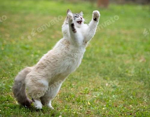 Preview: ragdoll cat in garden