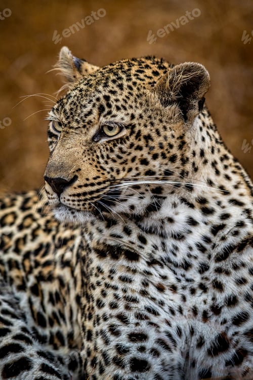 Vista previa: Close up of a female Leopard in the Kruger.