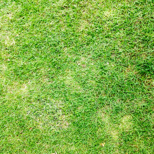 Preview: Green grass texture background