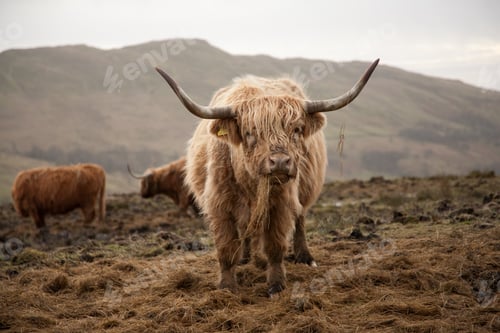 Preview: Selective focus shot of a brown Scottish highland cattle