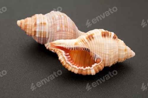 Preview: Sea shell on black background