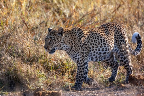 Preview: Leopard - Khwai River region - Botswana