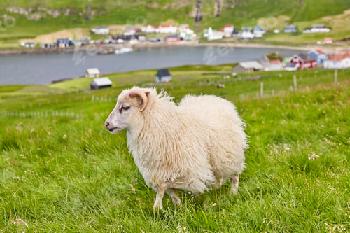 Preview: Sheep grazing on Faroe islands coastline. Green scenic landscape
