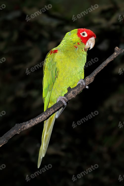 Preview: Red-masked conure on a branch