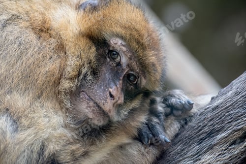 Preview: Closeup shot of a brown monkey laying his head on his hands