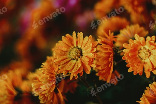Preview: bright autumn flowers with raindrops