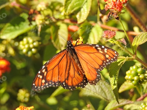 Preview: Orange butterfly in a sunny day