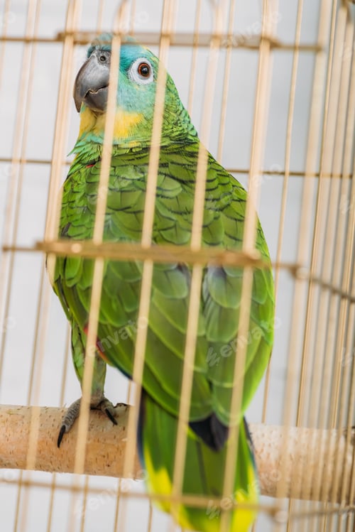 Preview: selective focus of bright green amazon parrot sitting in bird cage