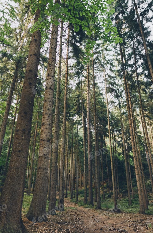 Preview: low angle view of green tall trees in beautiful forest