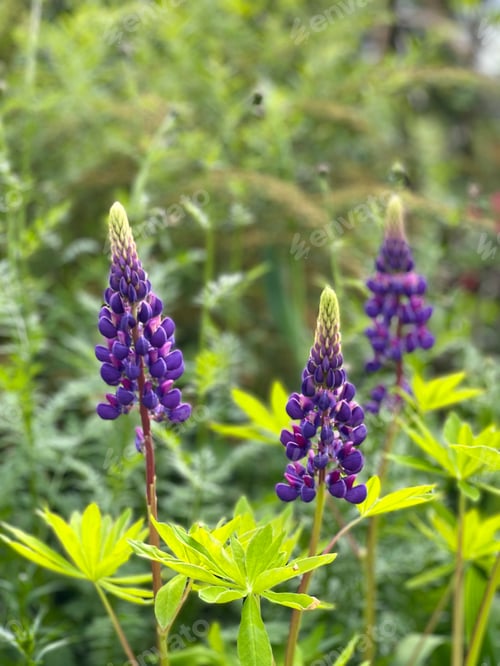 Preview: Blooming lupins in the garden