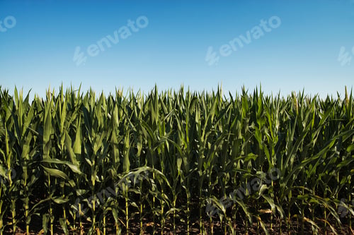 Preview: A field of tall maize plants, in a scenic landscape.