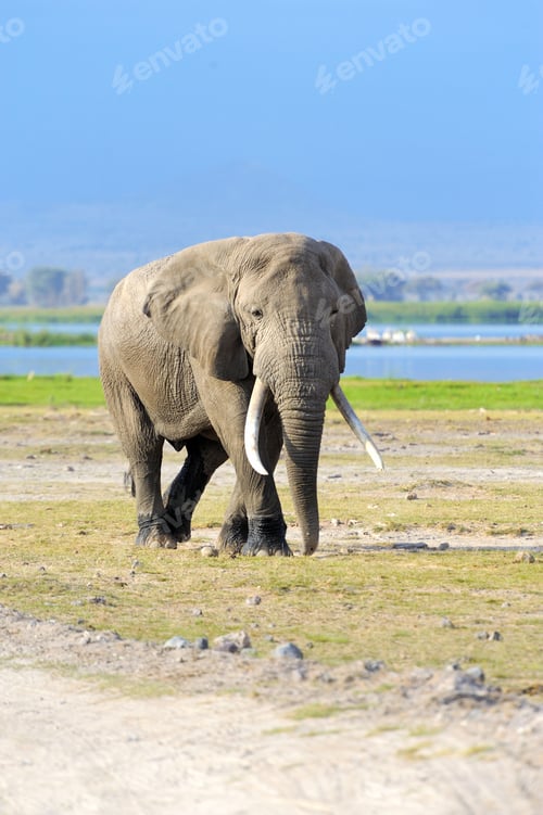 Preview: Elephant