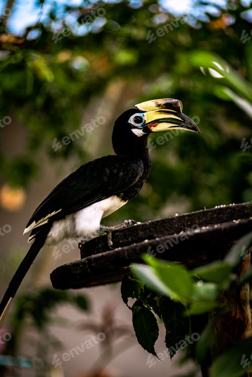 Preview: Malabar Hornbill (Anthracoceros albirostris) perched on a tree branch in its natural habitat