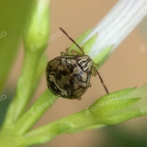 Preview: I usually set out to shoot flowers but instead find other interesting subjects like this pretty bug