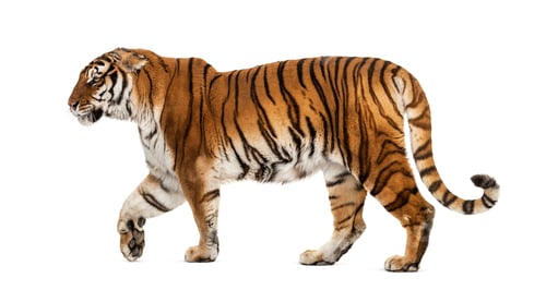 Preview: Tiger isolated