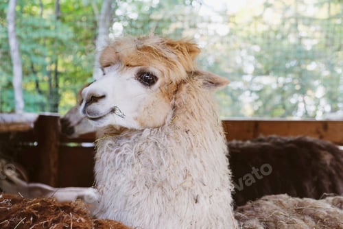 Preview: Cute alpaca.