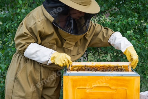 Preview: A beekeeper, a woman in a protective suit against bee stings, holds a frame with honey from a bee hi
