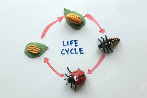 Preview: Top view of a life cycle of ladybird written on a white board.