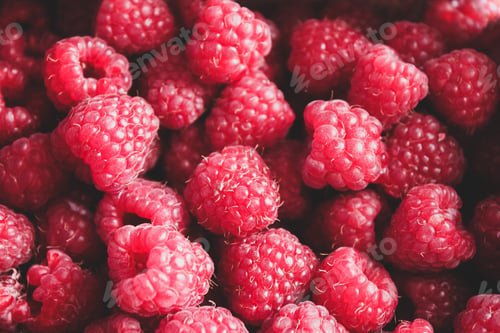 Vista previa: Bright red raspberries. Red background, copy space
