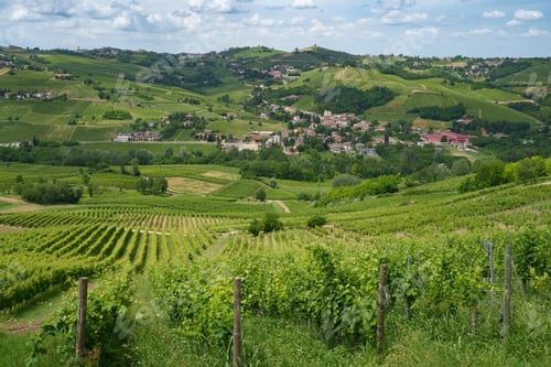 Preview: Hills of Oltrepo Pavese at June. Vineyards