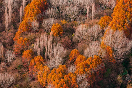 Preview: Aerial view of field and forest
