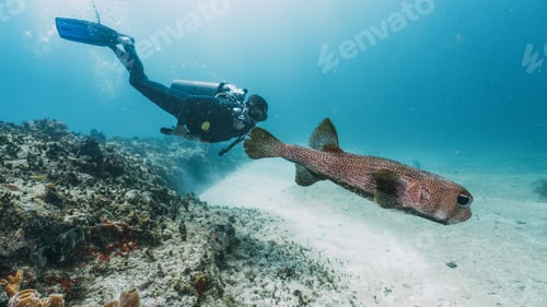 Preview: diver observing a massive puffer fish