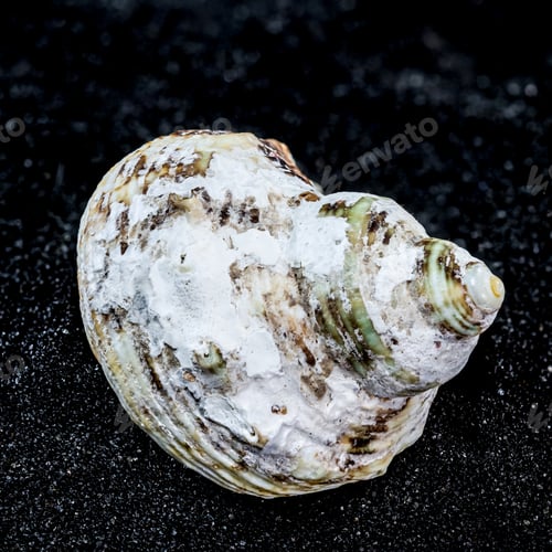 Preview: Turbo chrysostomus Linnaeus Seashell on a black sand background