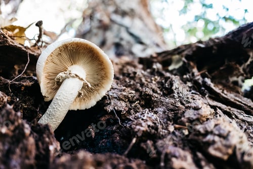 Preview: A white mushroom growing wild among the bark of a tree.