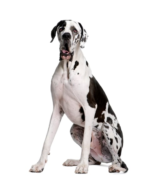 Preview: Arlequin Great Dane, 2 years old, sitting in front of white background, studio shot