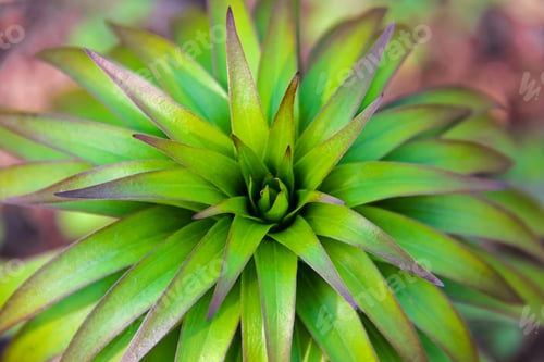 Preview: Young bush lilies in the spring garden, sprout royal orange lily