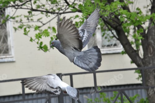 Preview: springtime pigeons fly build nests